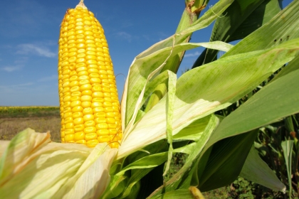 USDA Announces "non-GMO" Certification Program